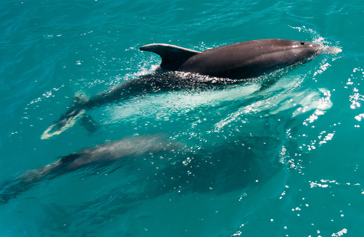 Best time of year to spot wildlife in Jamaica